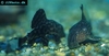 Panaque sp. L203