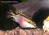 Pelvicachromis pulcher (female)