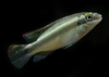 Pelvicachromis pulcher (4 months old juvenile)