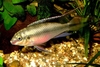 Pelvicachromis pulcher, male