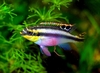 Pelvicachromis pulcher, female