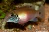 Pelvicachromis signatus (female)