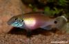 Pelvicachromis signatus (female)