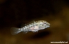 Pelvicachromis signatus (fry)