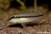 Pelvicachromis signatus (2cm juvenile)