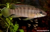 Pelvicachromis signatus (male with fry)