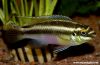 Pelvicachromis sp. ´sacrimontis´ (male)