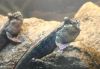 Periophthalmus barbarus (to hanner) - revirfarger