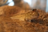 Periophthalmus barbarus