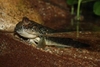 Periophthalmus barbarus