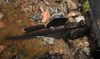 Periophthalmus barbarus