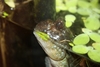 Periophthalmus barbarus (afrikansk) male