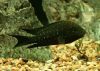 Petrochromis trewavasae trewavasae