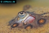 Potamotrygon motoro