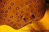 Potamotrygon motoro