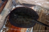Potamotrygon motoro