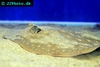 Potamotrygon scobina