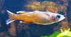 Pseudomugil signifer