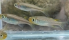 Pseudomugil signifer - Harvey creek variant (VF)