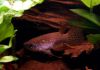 Pterolebias longipinnis hann