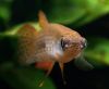 Pterolebias longipinnis hann