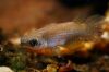 Pterolebias longipinnis hunn