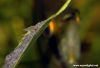 Pterophyllum scalare (wigglers)