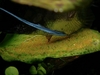 Pterophyllum scalare    Egglegging Male