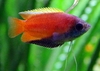 Bettina