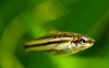 Xiphophorus pygmaeus