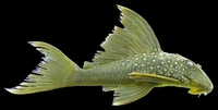 © Mark Sabaj Pérez, ANSP & All Catfish Species Inventory