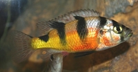 Haplochromis latifasciatus (hann i leksdrakt)