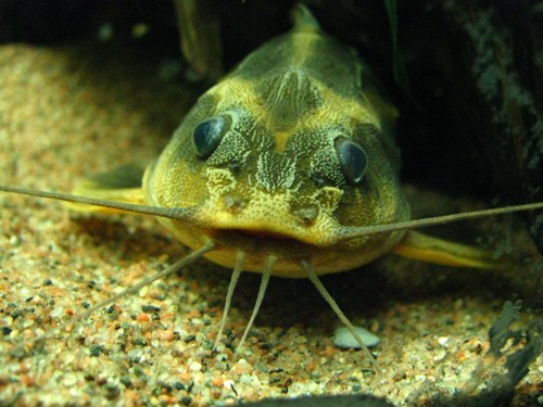 spotted raphael catfish