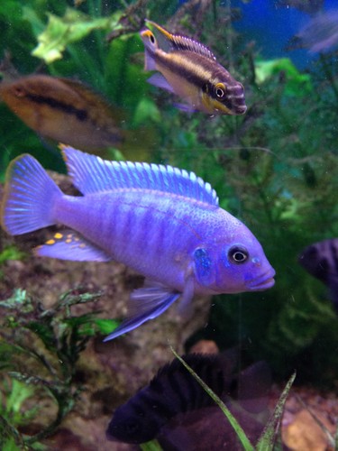 Akvarium fisk