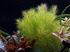 &copy; Copyright Tropica