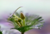Cabomba caroliniana, blomsterknopper og flyteblad