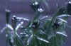 Myriophyllum mattogrossense overvannsform