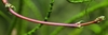 Echinodorus osiris Stengel