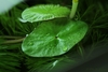 Cabomba aquatica, flyteblad