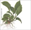 Anubias barteri var. caladiifolia '1705'