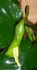 Anubias barteri var. caladiifolia '1705'