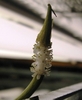 Aponogeton crispus blomst o. vannflaten