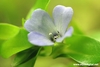 Bacopa caroliniana (flower)