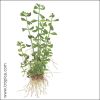 Bacopa monnieri