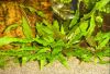 Cryptocoryne wendtii