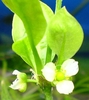 Echinodorus bleheri i blomst