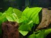 Echinodorus macrophyllus