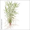 Heteranthera zosterifolia