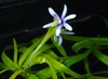 Heteranthera zosterifolia i blomst