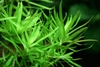 Heteranthera zosterifolia